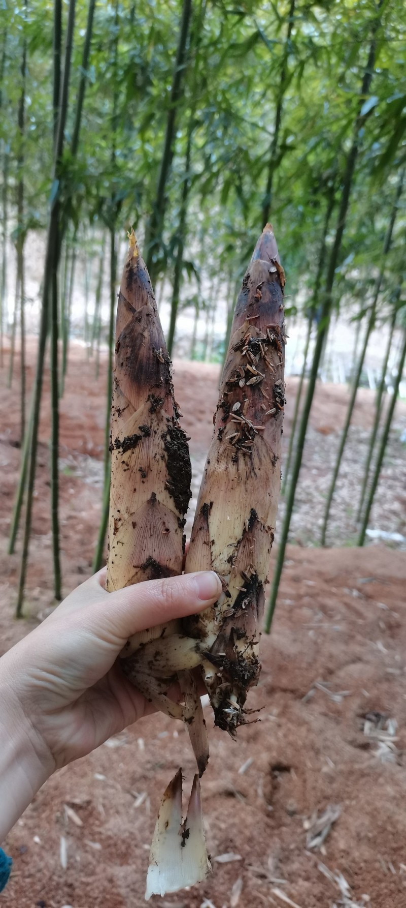 浙江杭州临安春笋雷笋原产地直供大笋和中笋两个规格