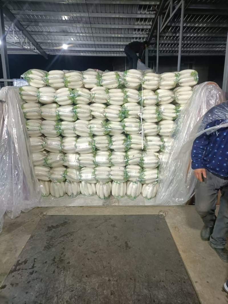精品白萝卜货源稳定长期供应支持线上交易可视频看货