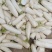 渣货白萝卜次品白萝卜工厂货养殖场食堂货泡菜厂