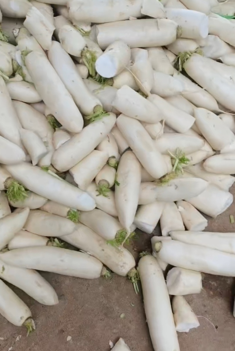 渣货白萝卜次品白萝卜工厂货养殖场食堂货泡菜厂