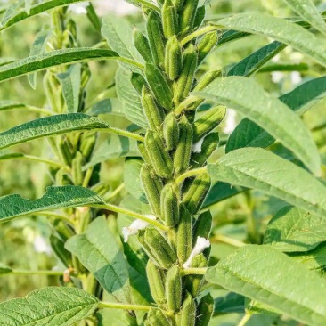 雪芝一号白芝麻种子中早熟高产高油抗倒伏农家春夏白芝麻