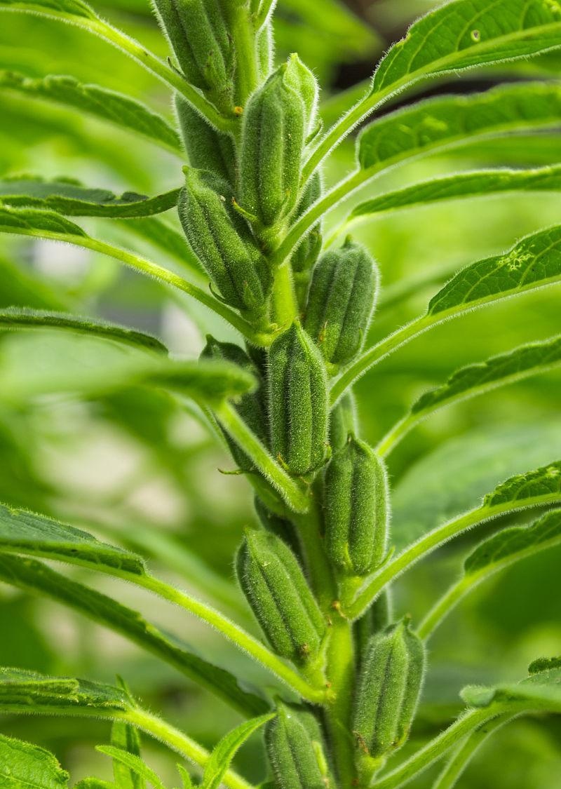雪芝一号白芝麻种子中早熟高产高油抗倒伏农家春夏白芝麻