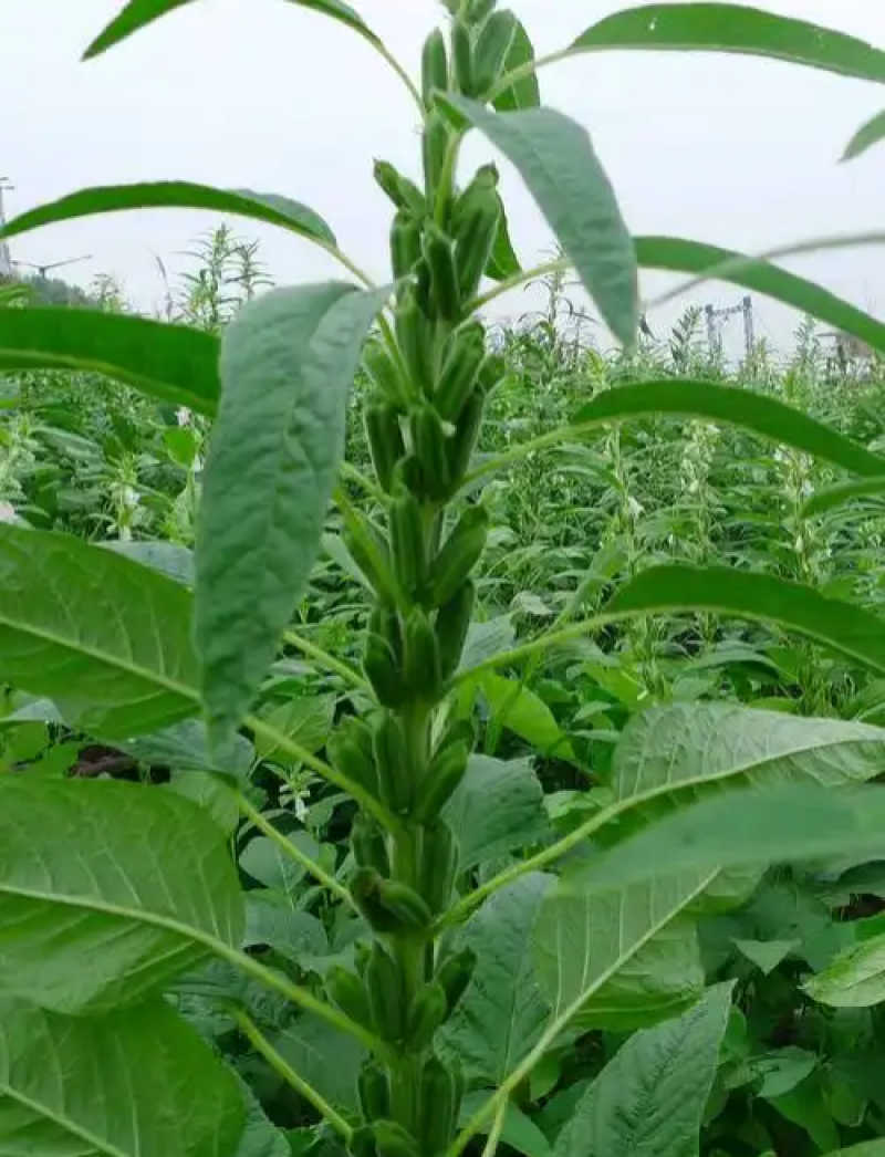 雪芝一号白芝麻种子中早熟高产高油抗倒伏农家春夏白芝麻