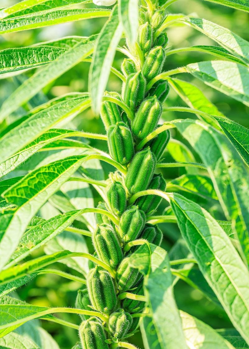 雪芝一号白芝麻种子中早熟高产高油抗倒伏农家春夏白芝麻