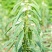 雪芝一号白芝麻种子中早熟高产高油抗倒伏农家春夏白芝麻