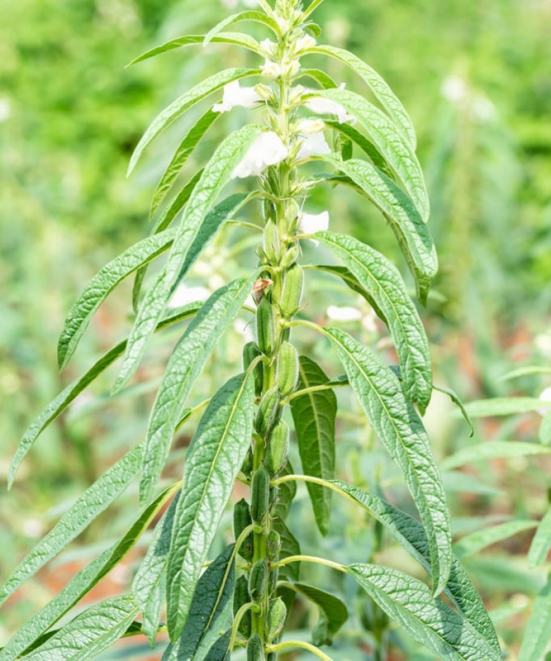 雪芝一号白芝麻种子中早熟高产高油抗倒伏农家春夏白芝麻