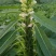 雪芝一号白芝麻种子中早熟高产高油抗倒伏农家春夏白芝麻