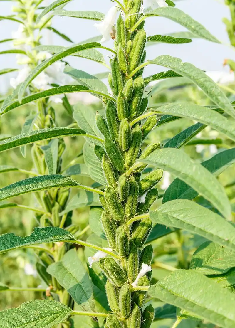 雪芝一号白芝麻种子中早熟高产高油抗倒伏农家春夏白芝麻