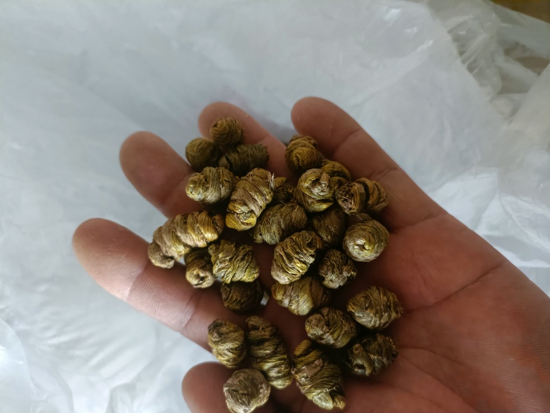 云南龙陵德宏紫皮石斛枫斗