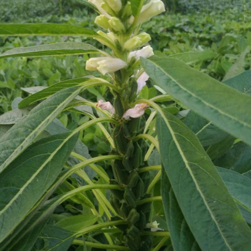 科芝三号黑芝麻种子单杆中熟矮杆抗倒高产高油春夏季播种蔬菜