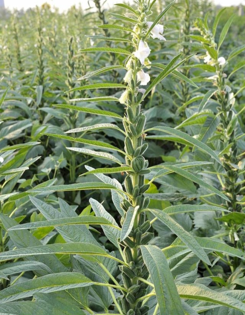 科芝三号黑芝麻种子单杆中熟矮杆抗倒高产高油春夏季播种蔬菜