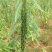 科芝三号黑芝麻种子单杆中熟矮杆抗倒高产高油春夏季播种蔬菜