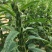 科芝三号黑芝麻种子单杆中熟矮杆抗倒高产高油春夏季播种蔬菜