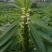 科芝三号黑芝麻种子单杆中熟矮杆抗倒高产高油春夏季播种蔬菜