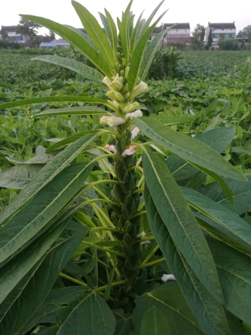 科芝三号黑芝麻种子单杆中熟矮杆抗倒高产高油春夏季播种蔬菜