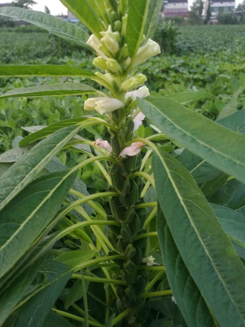 科芝三号黑芝麻种子单杆中熟矮杆抗倒高产高油春夏季播种蔬菜