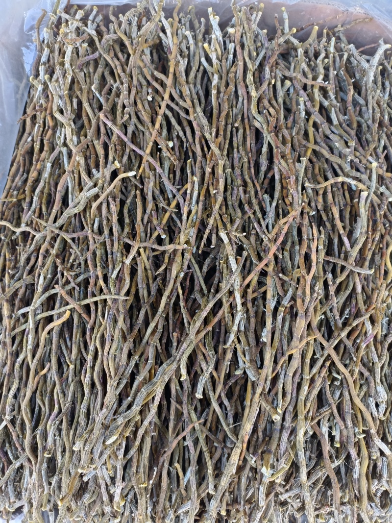 云南铁皮石斛烤条浙江条