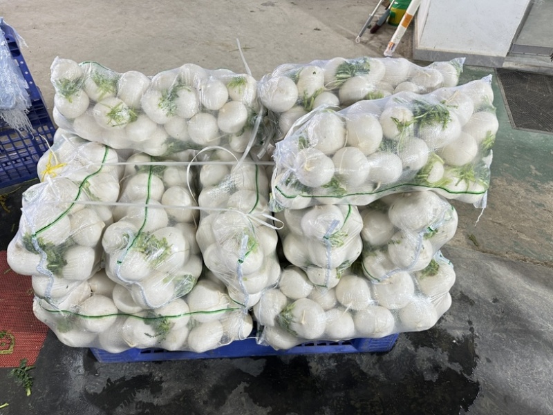 精品圆萝卜水洗泥货均可保质保量支持视频看货