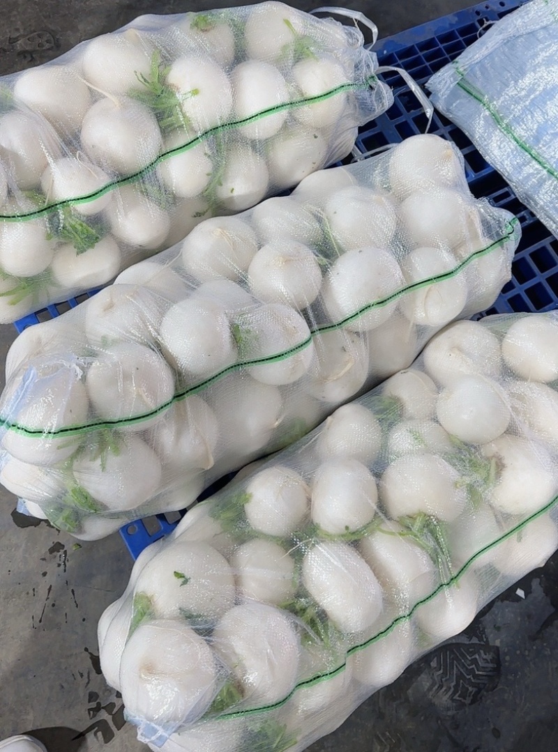 精品圆萝卜水洗泥货均可保质保量支持视频看货