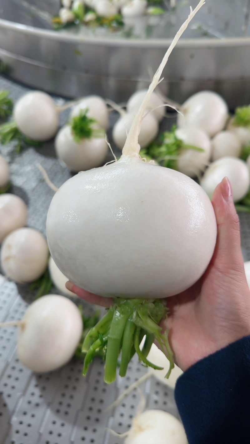 精品圆萝卜水洗泥货均可保质保量支持视频看货