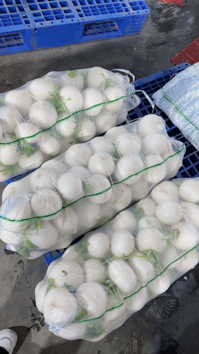 精品圆萝卜水洗泥货均可保质保量支持视频看货