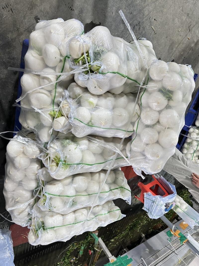 精品圆萝卜水洗泥货均可保质保量支持视频看货