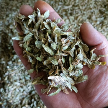 云南石斛切片
