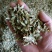 云南石斛切片
