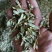 云南石斛切片