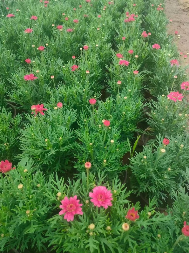 玛格丽特木春菊木茼蒿黄金菊杯苗多年生宿根花卉植物
