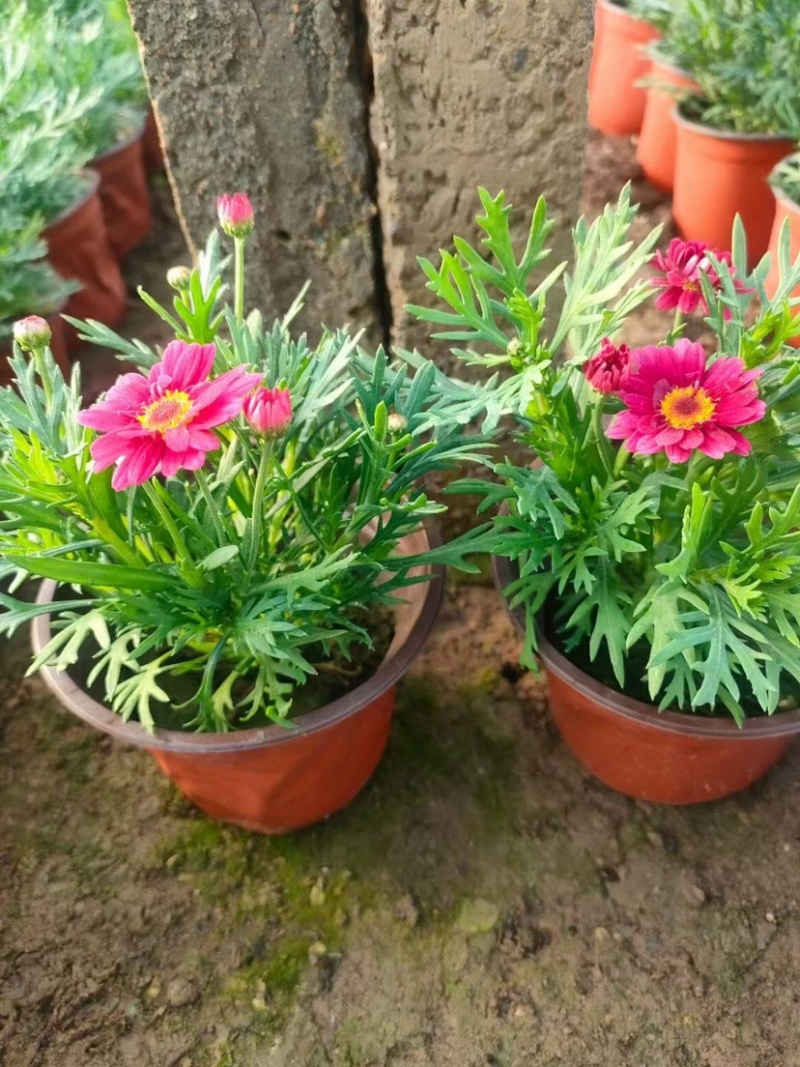 玛格丽特木春菊木茼蒿黄金菊杯苗多年生宿根花卉植物