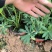 鲁冰花，羽扇豆，可提供养种植技术规划等等