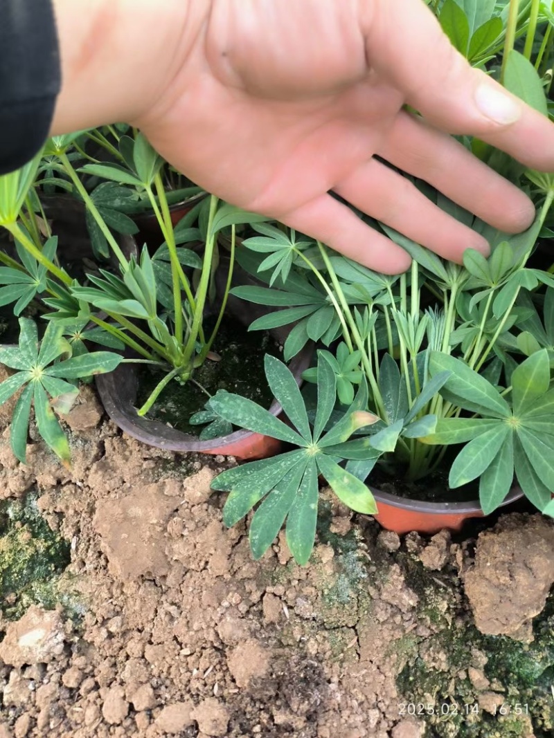 鲁冰花，羽扇豆，可提供养种植技术规划等等