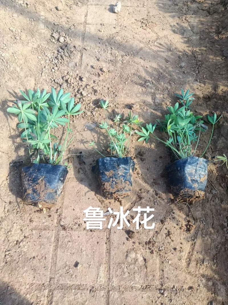 鲁冰花，羽扇豆，可提供养种植技术规划等等