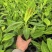 香蕉苗，桂一香蕉苗，金粉一号粉蕉苗，芭蕉苗，西贡蕉苗，