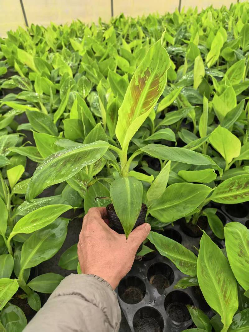香蕉苗，桂一香蕉苗，金粉一号粉蕉苗，芭蕉苗，西贡蕉苗，