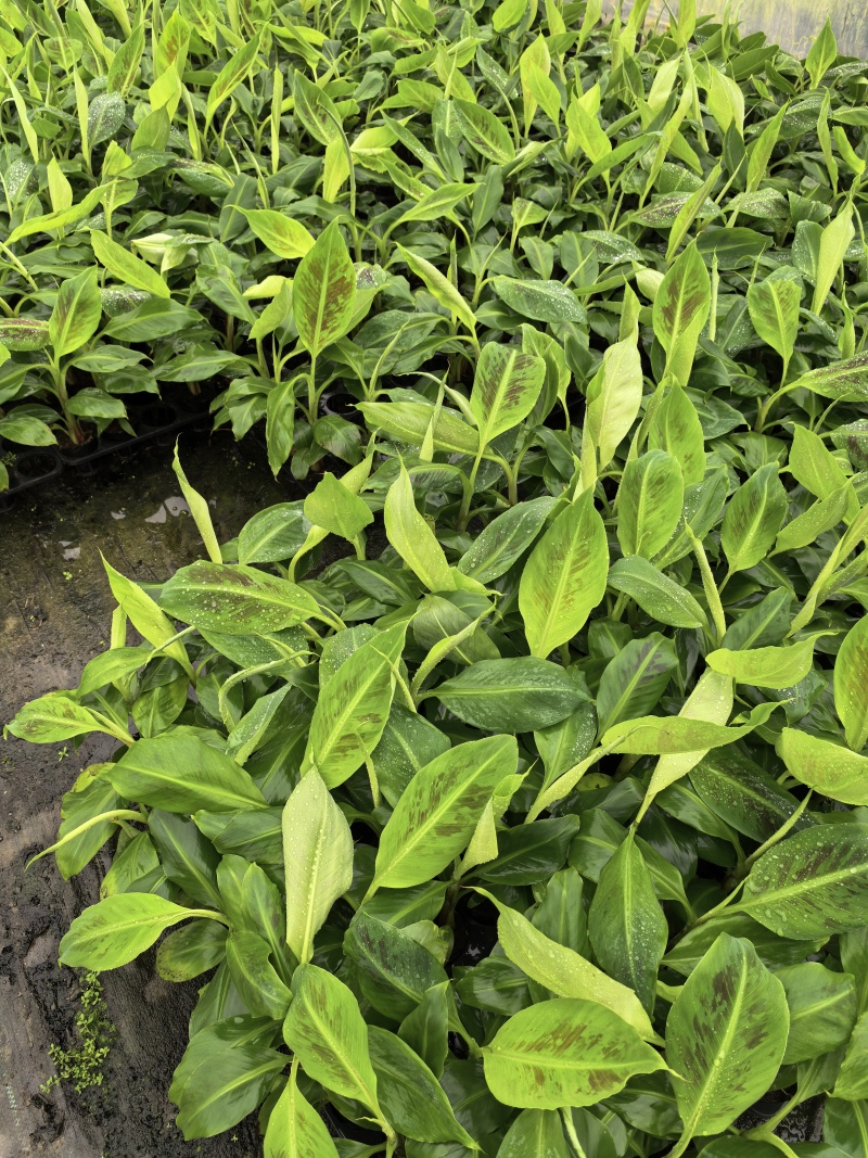 香蕉苗，桂一香蕉苗，金粉一号粉蕉苗，芭蕉苗，西贡蕉苗，