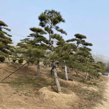 5米造型松
