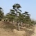5米造型松