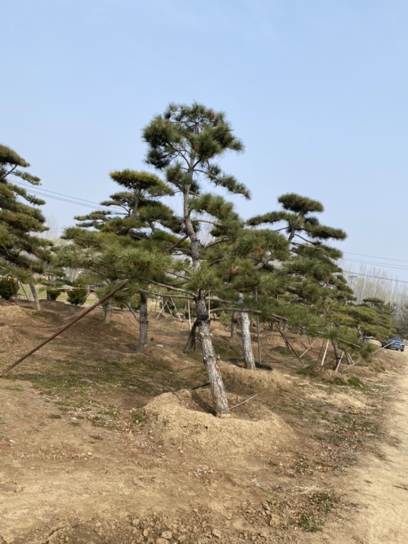 5米造型松