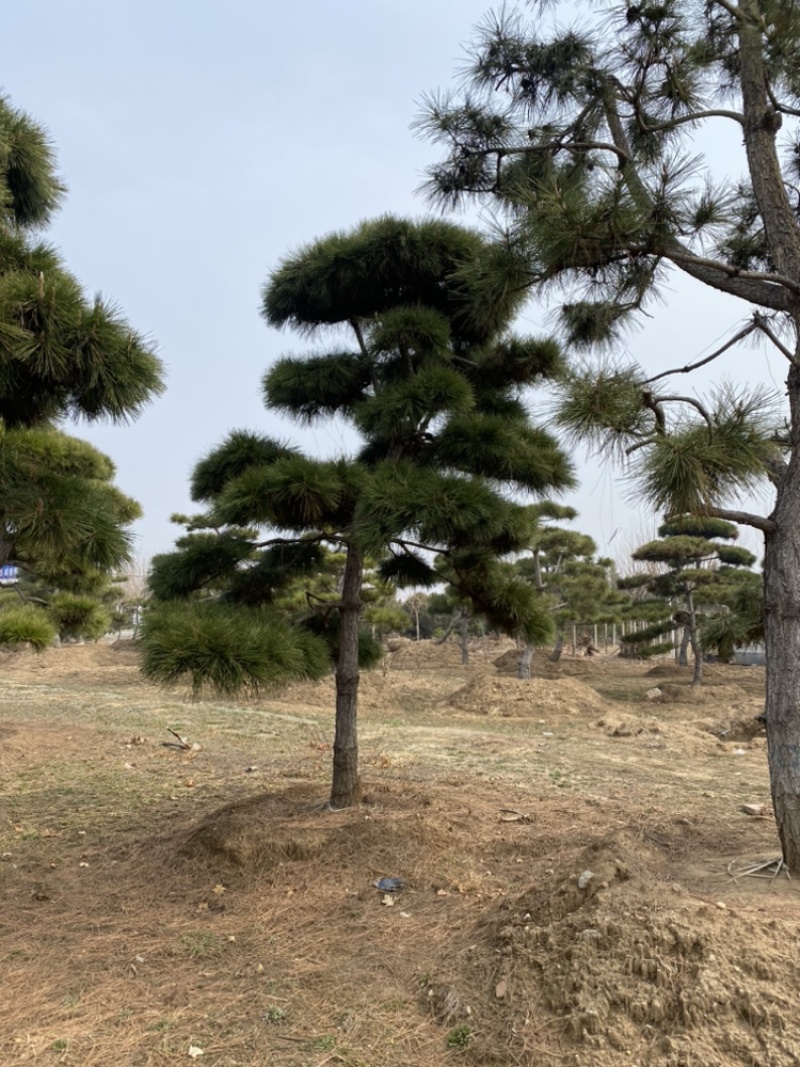 5米造型松
