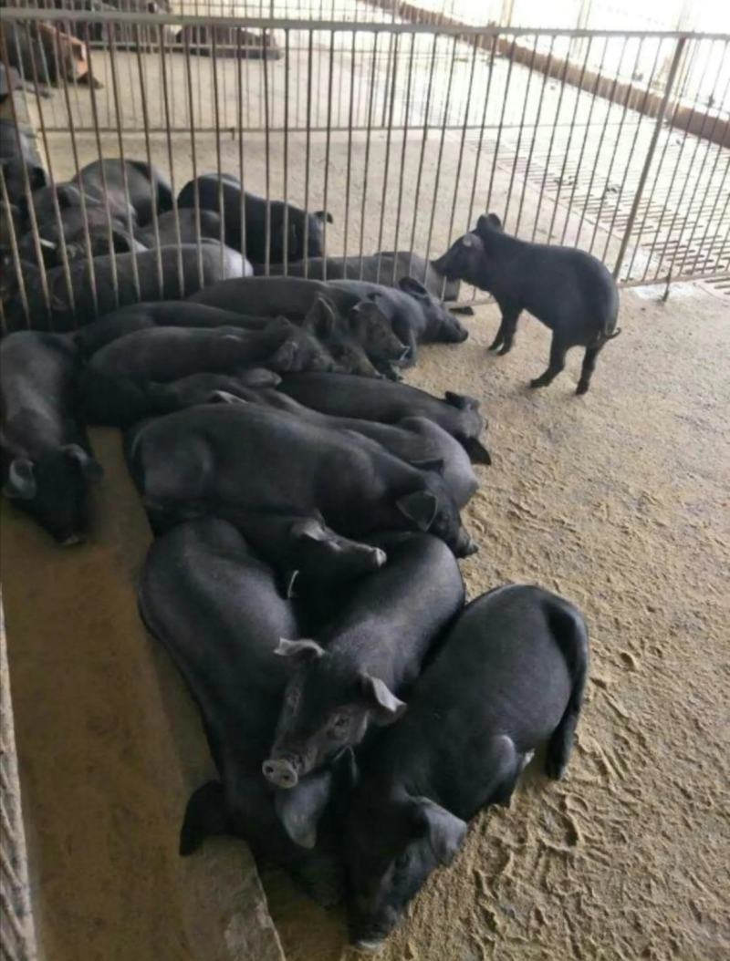 山东黑仔猪沂蒙黑仔猪货源充足，价格便宜，全国发货，