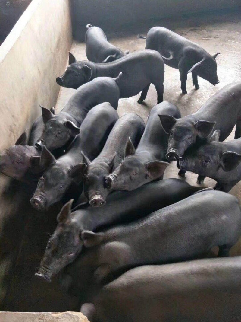 山东黑仔猪沂蒙黑仔猪货源充足，价格便宜，全国发货，