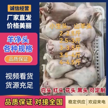 羊净头,各种规格,白头,红头,花头,黑头,可定制