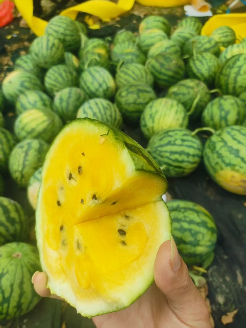 海南西瓜海南特小凤大量供应