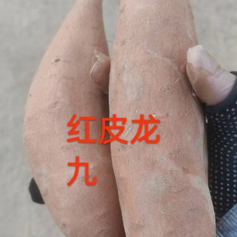 龙薯九二两2两以上通货和精品，无勾眼！块型好！海量供货！