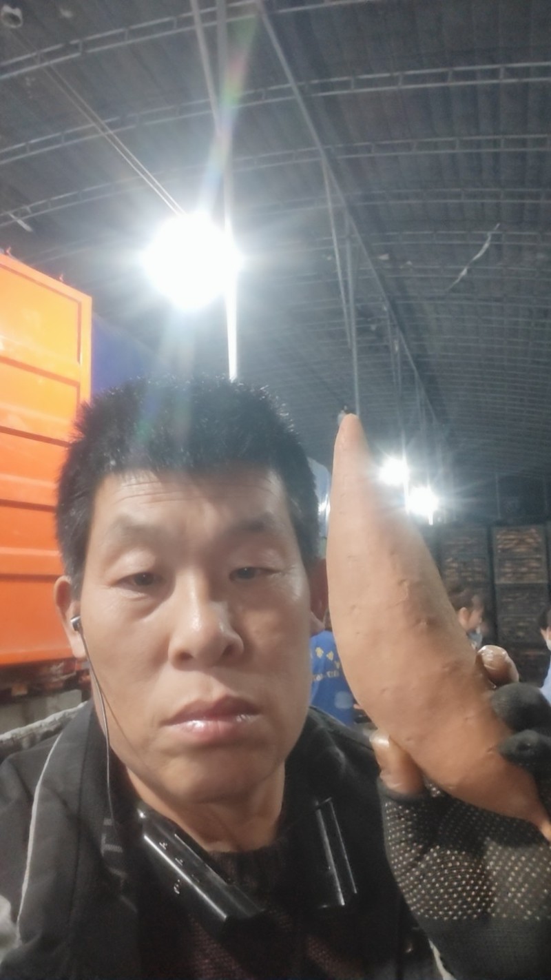 龙薯九二两2两以上通货和精品，无勾眼！块型好！海量供货！