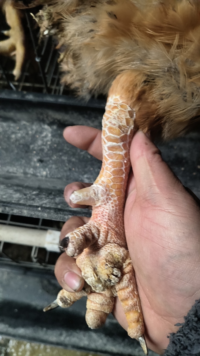 1年大公鸡，