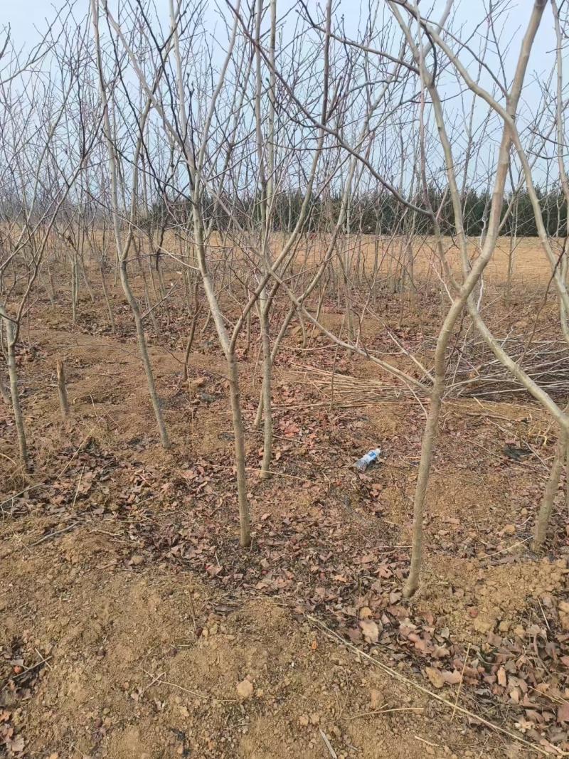3公分精品山楂树