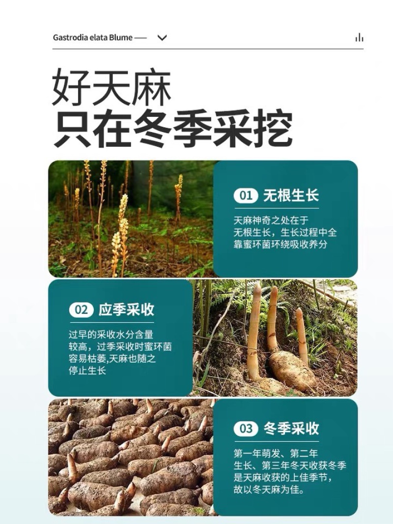 天麻黄天麻批发所有规格齐全需要天麻的老板联系